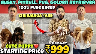 Cheapest Dogs Market In Delhi NCR | German Shepherd, Husky, Pitbull | Dog in 999* | Negi Pet Shop