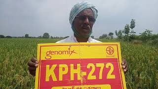 Genomix hybrid paddy KCH272 Best hybrid paddy for kharif season and Rabi season