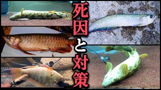 ポリプテルスやアロワナ飼育での注意点！過去の失敗談！全て話します