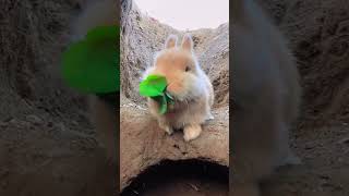 Is the bunny's mouth a crusher? #shorts #funny #rabbit