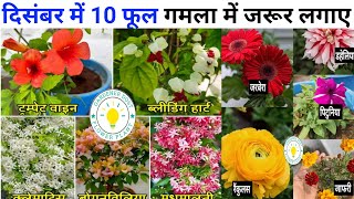 10 फूल जरुर इस ठंड में लगाए । december me konsi flower lagaye । gardener dost