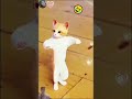 cute cat 😘 perfect dance in patli kamariya mori song 😍 cat dance patlikamariya shorts