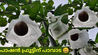 പാഷൻ ഫ്രൂട്ടിന് പാവാട ഇട്ടു /Garden Hacks/Passionfruit plant/Passion Fruit care