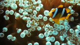 Finding nemo/desiney music and Ambience/Meditation sound for sleep/Meditation for positive energy