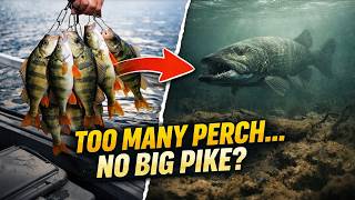 The Perch Paradox: Why Catching MORE Fish Scares Away The BIGGEST Pike