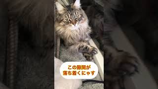 この隙間が落ち着くにゃす DAY799 #shorts #cat #猫