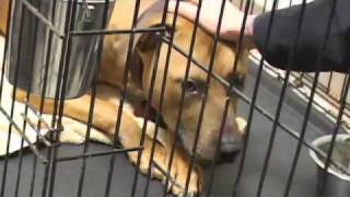 Does Michael Vick Deserve a second chance? VICKTORY to the Underdog