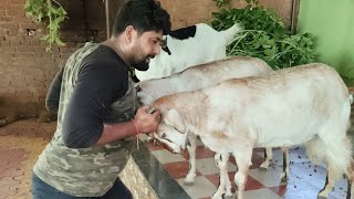 world class mutton kasa in Odisha Anta dhaba