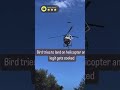 BIRD TRIES TO LAND ON TOP OF HELICOPTER 😱 #srtflex #viral #shorts #ohhmygawd