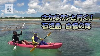 さかなクンと行く！石垣島　白保の海