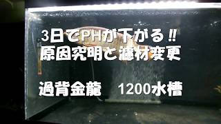 3日でPHが下がる‼　原因究明と濾材変更　過背金龍　1200水槽　アロワナ飼育　arowana