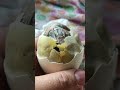 helping peacock egg hatch