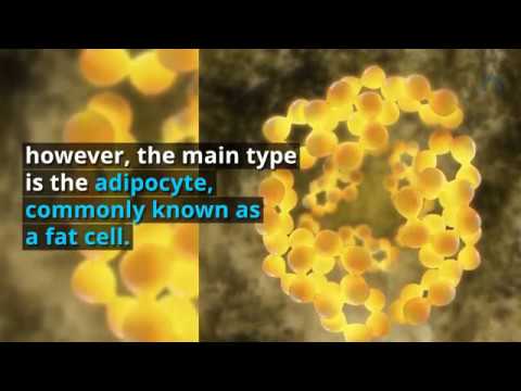 What tissue contains a large fat vacuole?