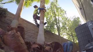 Skinning Mexican Fan Palms WASHINGTONIA ROBUSTA  -Mr Benitez Himself