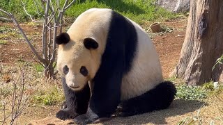 いつもと様子の違うリーリーパパ🐼　3月14日 Ueno Zoo Giant Panda