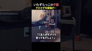 いたずらっ子の子猫を世話する先輩猫