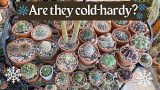 Selecting Cactus, Cold-hardy or Not? | Fall 2022