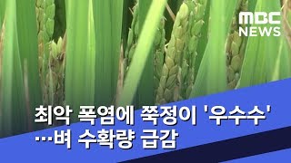 최악 폭염에 쭉정이만 '우수수'…벼 수확량 급감 (2018.10.03/뉴스데스크/MBC)