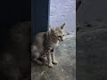 నిజం చెప్పు cat funny video😺😸😹😼 abhadham cheppodhu youtubeshorts