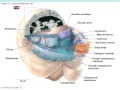 microbiology chapter 3 cell structure and function 8.28.16