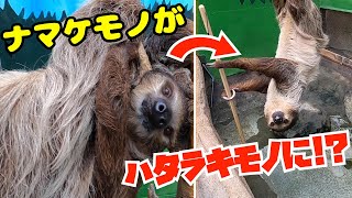 【衝撃映像】ナマケモノがハタラキモノに！？Sloth working hard