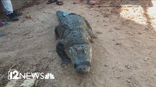 One-of-a-kind Valley alligator passes away