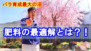 【品種別４選】バラの芽出し肥★４月中旬のバラ庭紹介 (._.)