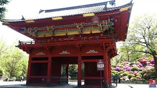 Solo Travel Japan | An Early Spring Day At NEZU JINJA SHRINE | Exploring TOKYO