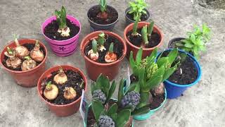 How to grow and care hyacinth flower plant