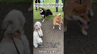 柴犬とシーズー犬～知らない柴ちゃんに会った時のシーズー犬バル君～ #Shorts