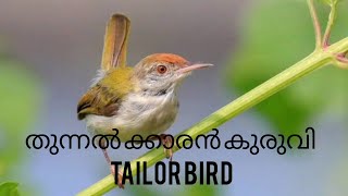 തുന്നൽ ക്കാരൻ കുരുവി /TAILORBIRD #plantyworld  keep the nature for next generation....