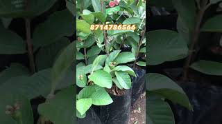 Homegrown Taiwan pink guava courier service available തായ്‌വാൻ പിങ്ക് പേര 8714786566 തൃശ്ശൂർ