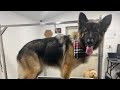 German Shepherd gets a major deshed!