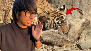 Tiger 🐯 Ne Jungle Mai 😱 Hiran Ko Kha Liya😵☠️