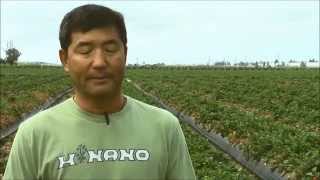 Henry Ito on Growing Strawberries with Hortau Irrigation Management