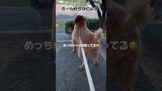 ボール好きわんこ#トイプードル #トイプー #犬動画 #dog #トリミング #犬のいる暮らし #ボール遊び #一緒に遊ぼう #トイプードルカット