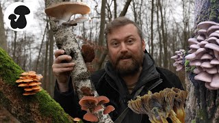 Winter mushroom gathering 2024