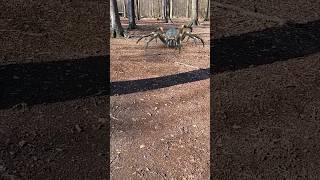 Huge tarantula run😱 #shorts #spider #run #3d #nature #forest#amazing