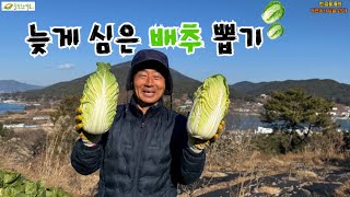 “배추뽑기” 너무 늦게 심은 배추 뽑기!!