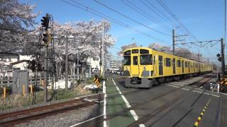 西武新2000系2525Fと桜／多摩湖自転車道＠SONY DSC-WX10