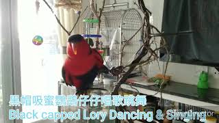 KEFP Parrot Dancing  Gangnam Style (Black Cap Lory)