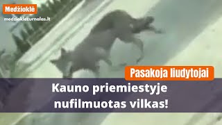 Vidury baltos dienos Kauno priemiestyje vilkas vaikšto