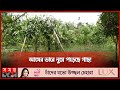 খরাতেও আমের বাম্পার ফলন  | Mango Cultivation | Mango Season | Seasonal Fruits | Somoy TV