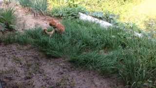 A resting cat on grass, 유유자적 잔디에서 쉬는 고양이