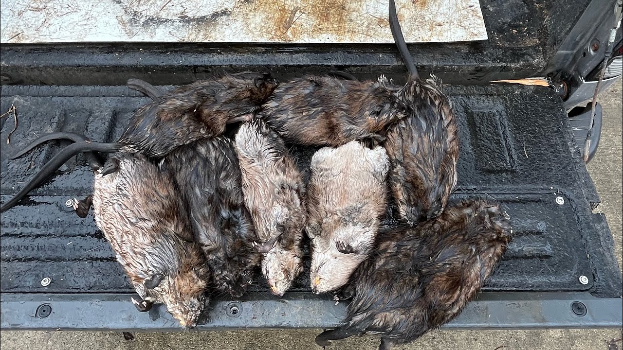 Trapping Ep 11 Youtube