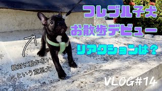 【VLOG】うにちゃんついに初めてのお散歩デビュー