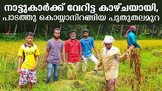 നാട്ടുകാർക്ക്‌ വേറിട്ട കാഴ്ചയായി, പാടത്തു കൊയ്യാനിറങ്ങിയ പുതുതലമുറ