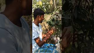 चारा 1 किलो नई किस्म आम माता का पौधा 8167755310 Weit 1 kg New verity mango mother plants