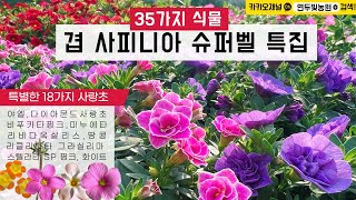 [사피니아 입고]  사랑초와 페튜니아 특집  | 010.2548.7544 전국택배가능 |  #페튜니아 #사피니아 #야엘사랑초 #슈퍼벨 #글라브라 #옵투샤 #핑크뮬리 #밀레니엄벨