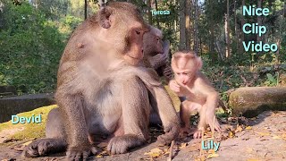 32-Day-Old Baby Monkey Lily🌱Really Amazing  Activities Brave Baby Lilly Want Play With Wild Monkey👀